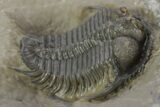 Beautiful Cyphaspides Pankowskiorum Trilobite - Jorf, Morocco #251766-2